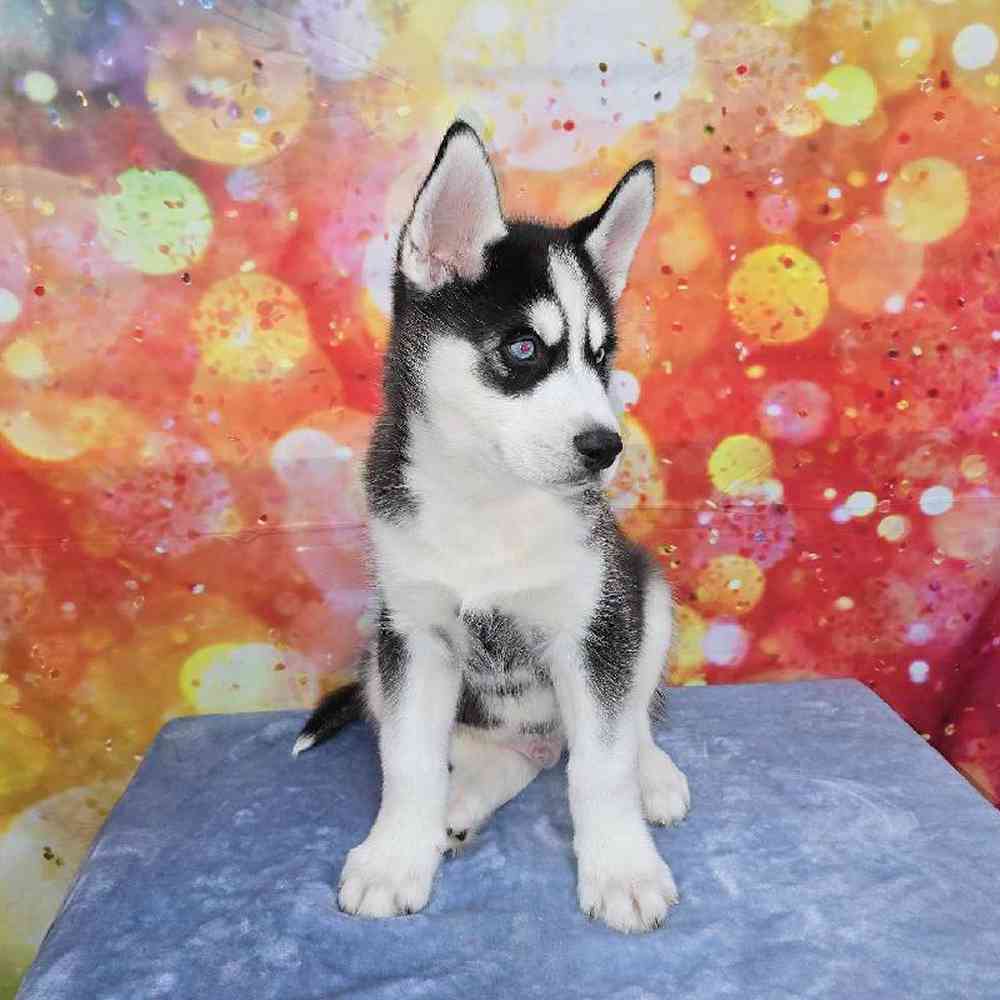 Male Siberian Husky Puppy for Sale in Virginia Beach, VA