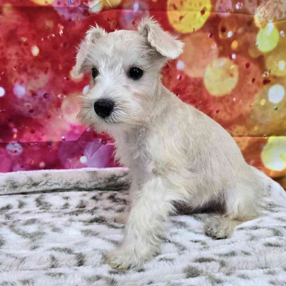 Male Mini Schnauzer Puppy for Sale in Virginia Beach, VA