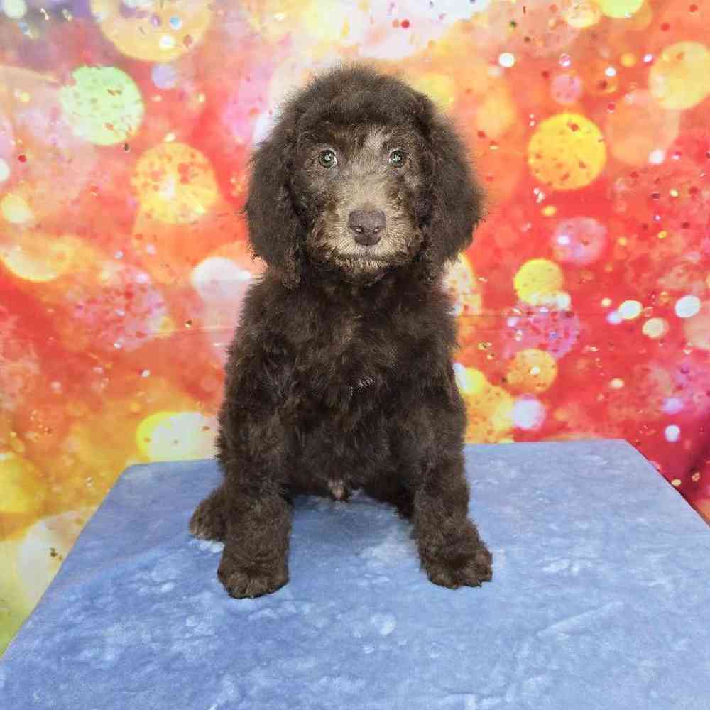 Male Standard Poodle Puppy for Sale in Virginia Beach, VA