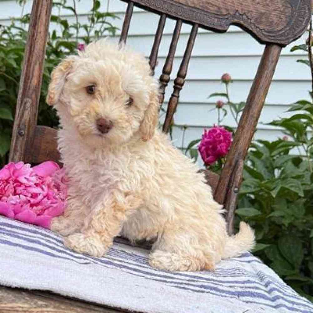 Female Poodle Toy Puppy for Sale in Virginia Beach, VA