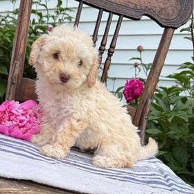 Poodle Toy
