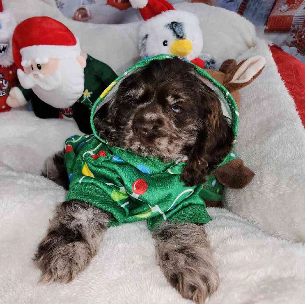 Male Cocker Spaniel Puppy for Sale in Virginia Beach, VA