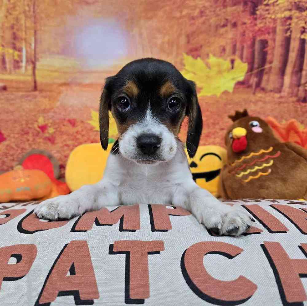 Male Beagle Puppy for Sale in Virginia Beach, VA