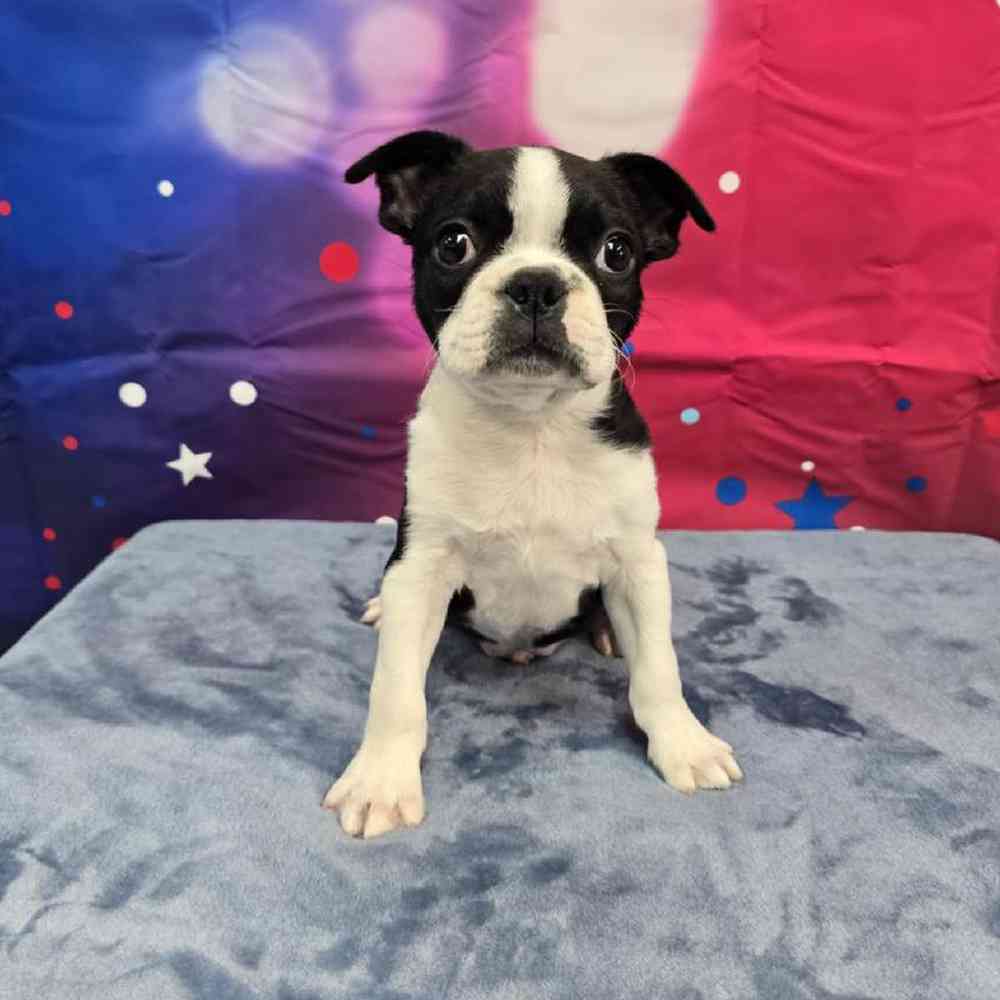 Male Frenchton Puppy for Sale in Virginia Beach, VA