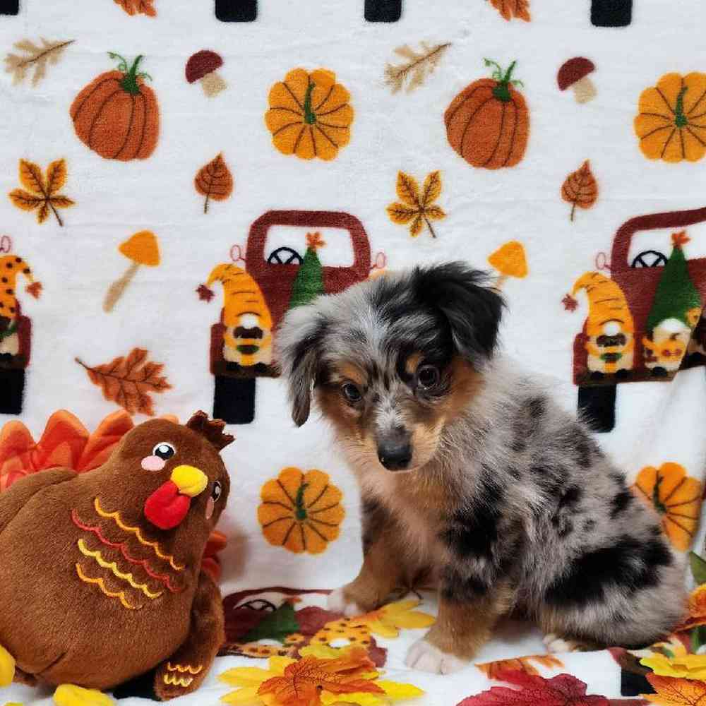 Male Mini Aussie Puppy for sale