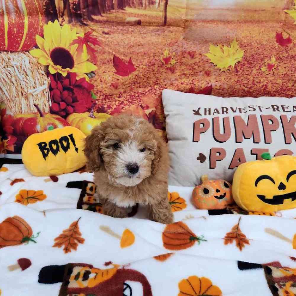 Female Cockapoo Puppy for Sale in Virginia Beach, VA