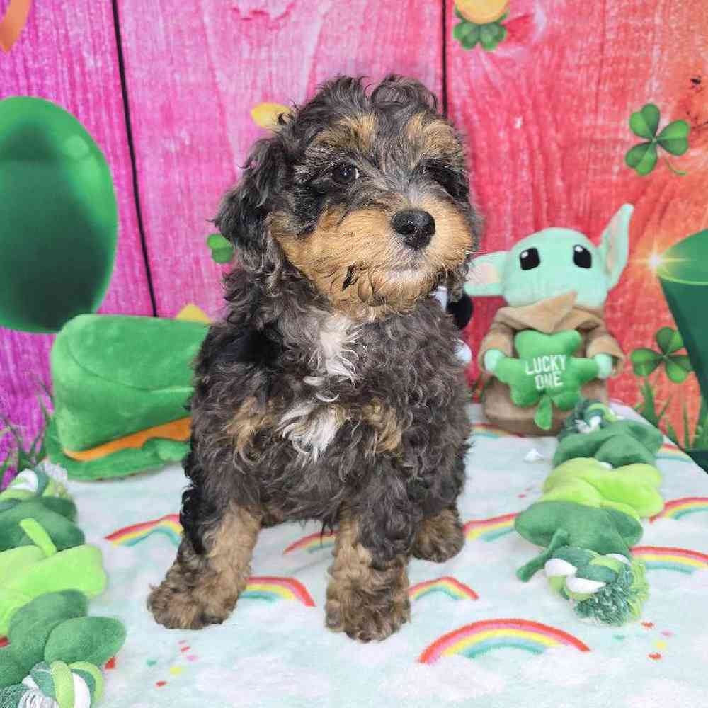 Male Mini Bernadoodle Puppy for Sale in Virginia Beach, VA