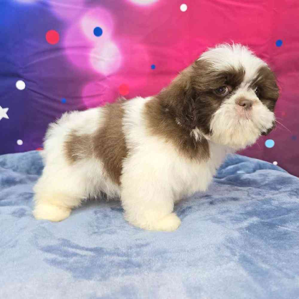 Male Shih Tzu Puppy for Sale in Virginia Beach, VA