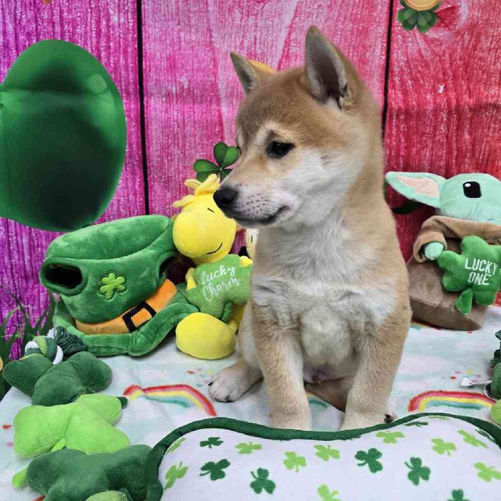 Male Shiba Inu Puppy for Sale in Virginia Beach, VA