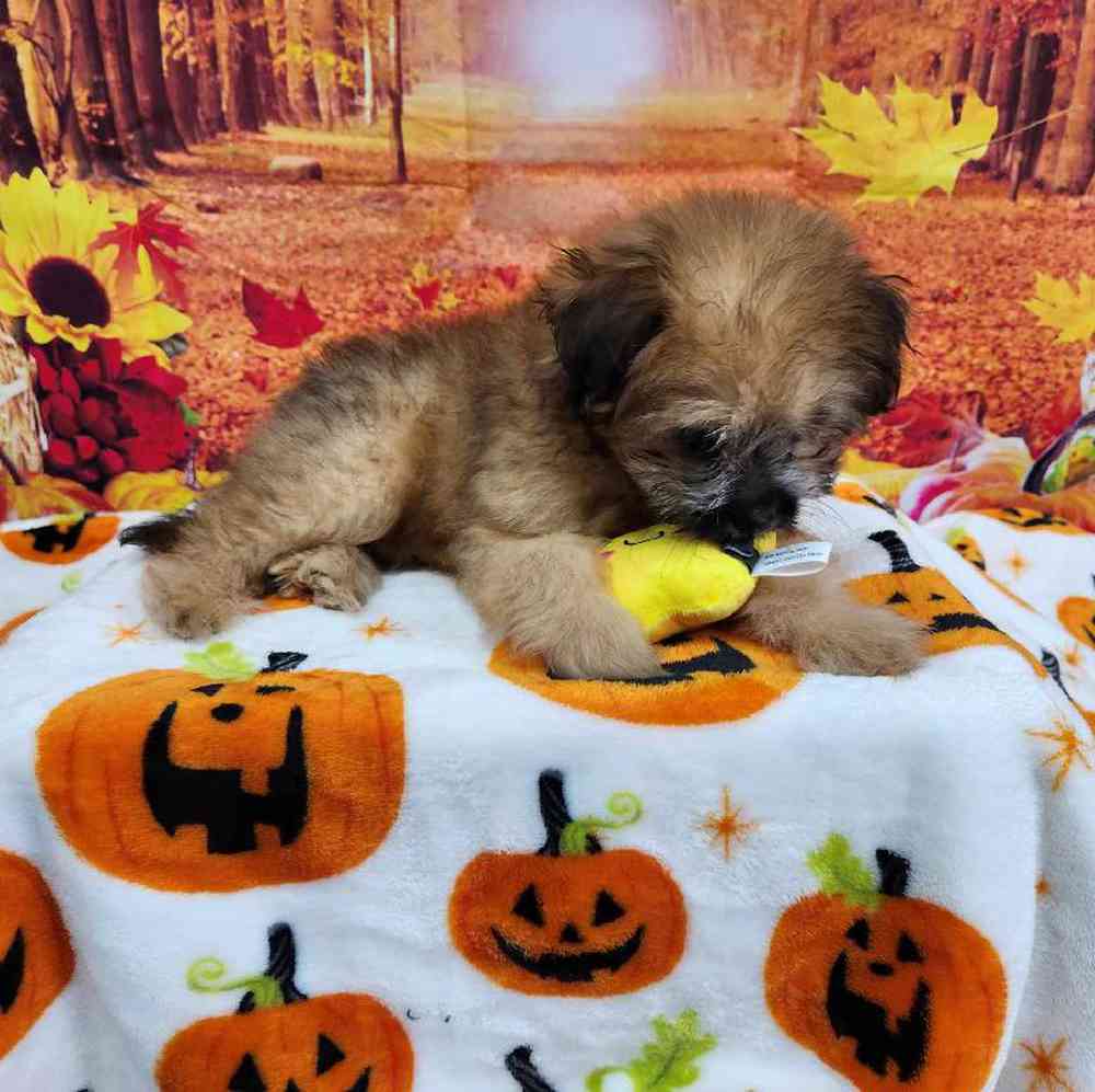 Female Pom-A-Poo Puppy for Sale in Virginia Beach, VA