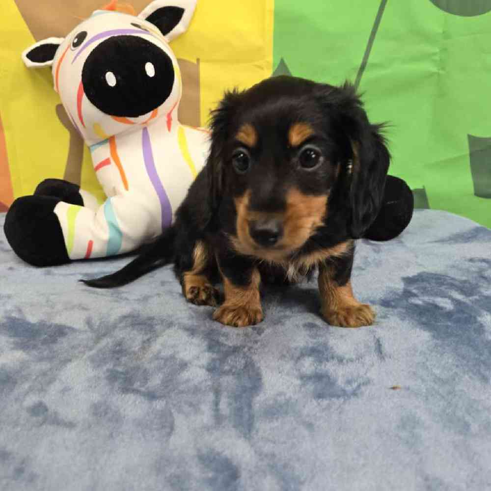 Male Dachshund Puppy for Sale in Virginia Beach, VA