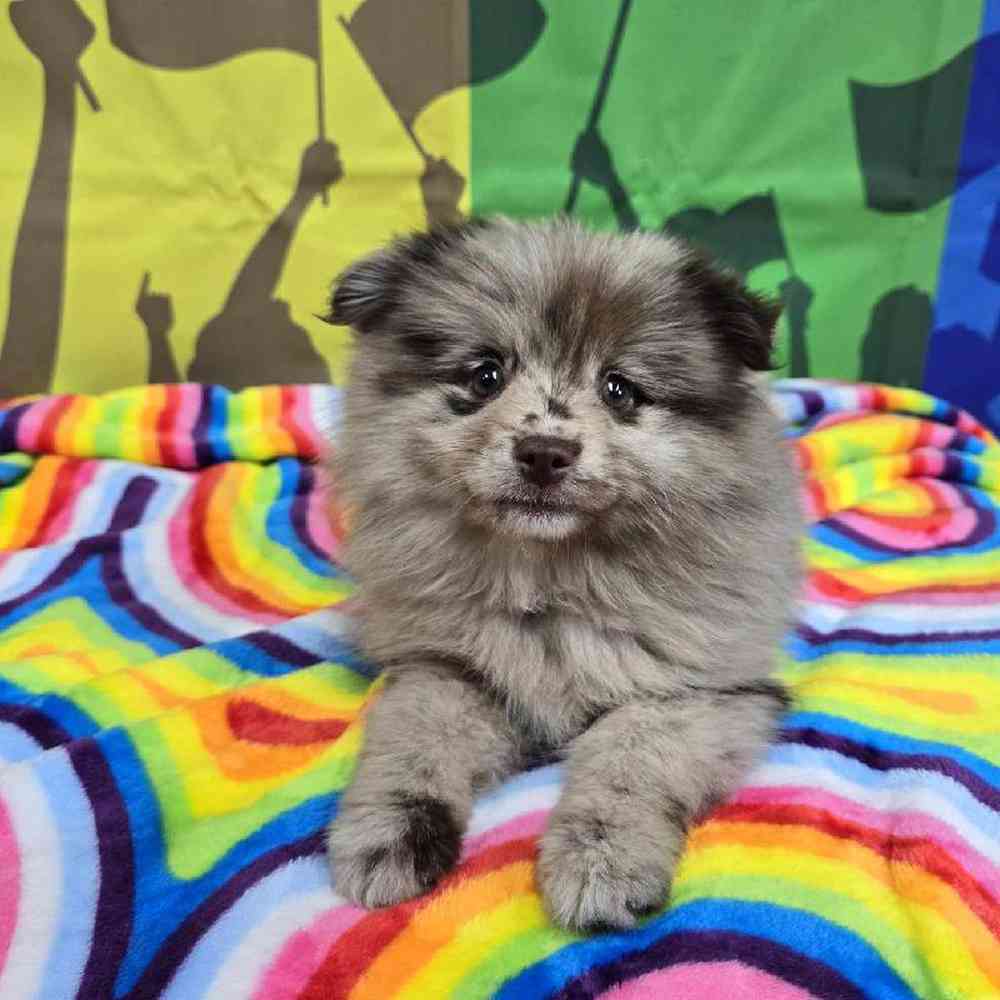 Female Pomsky Puppy for Sale in Virginia Beach, VA