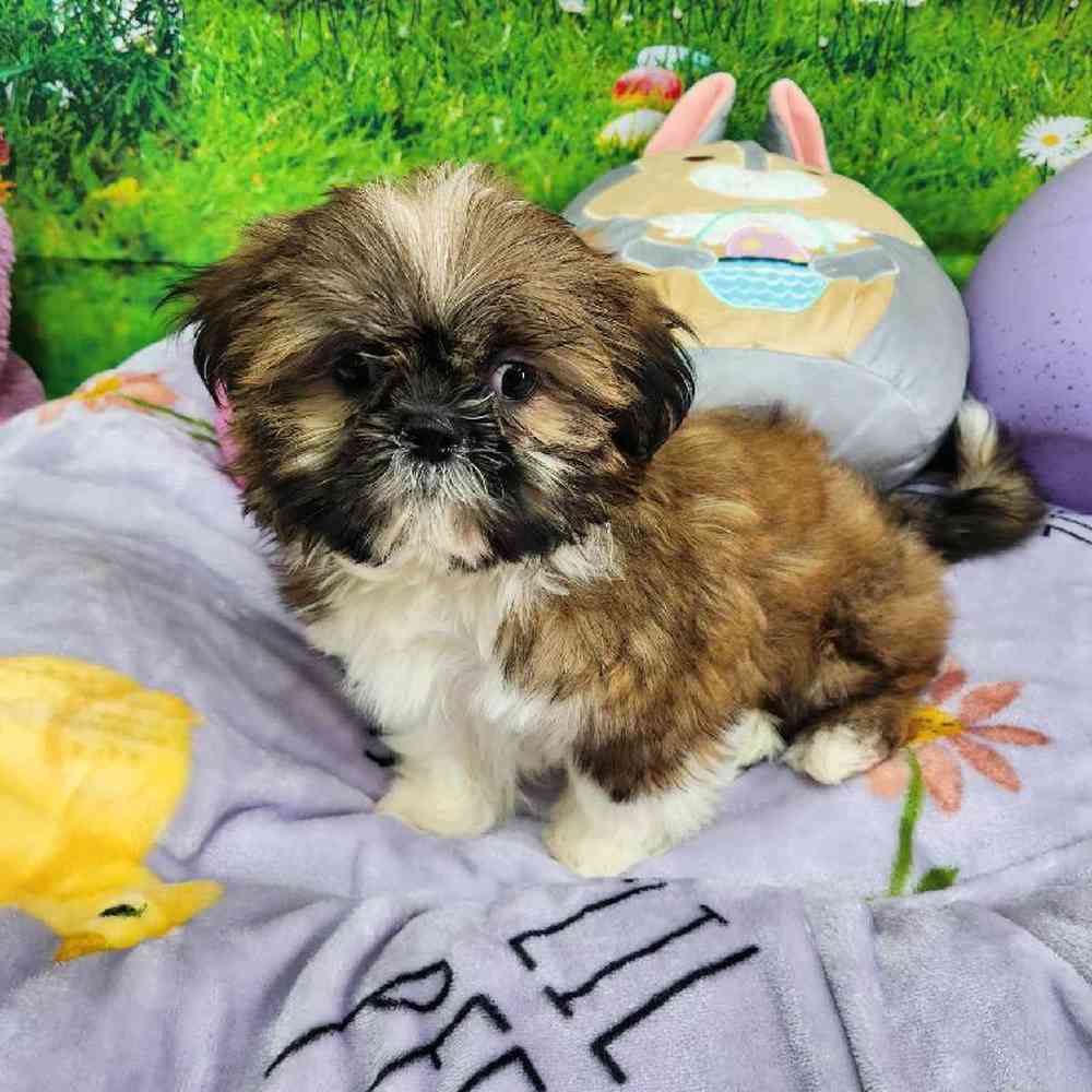 Male Shih Tzu Puppy for Sale in Virginia Beach, VA