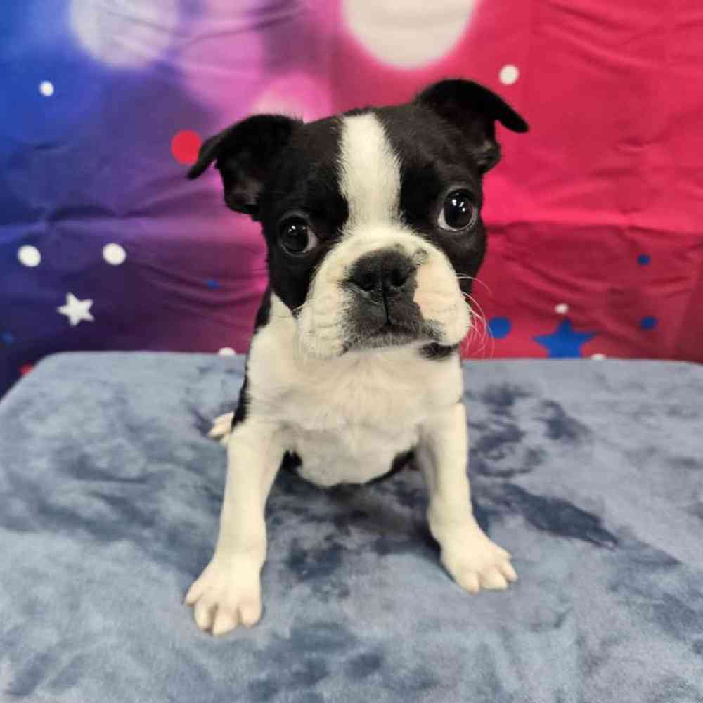 Male Frenchton Puppy for Sale in Virginia Beach, VA