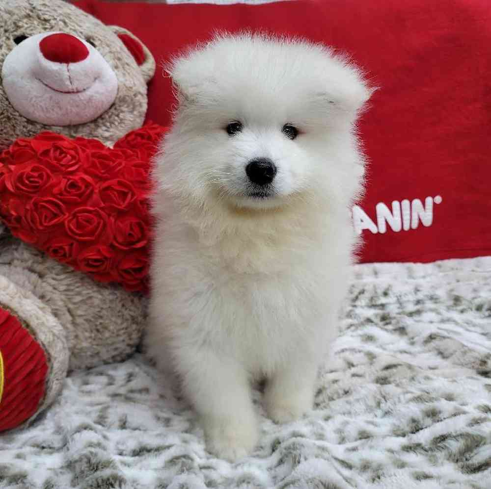 Male Samoyed Puppy for Sale in Virginia Beach, VA