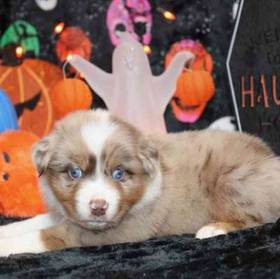 Australian Shepherd