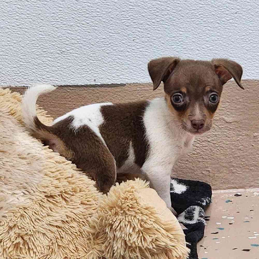 Male Rat-Chi Puppy for Sale in Virginia Beach, VA
