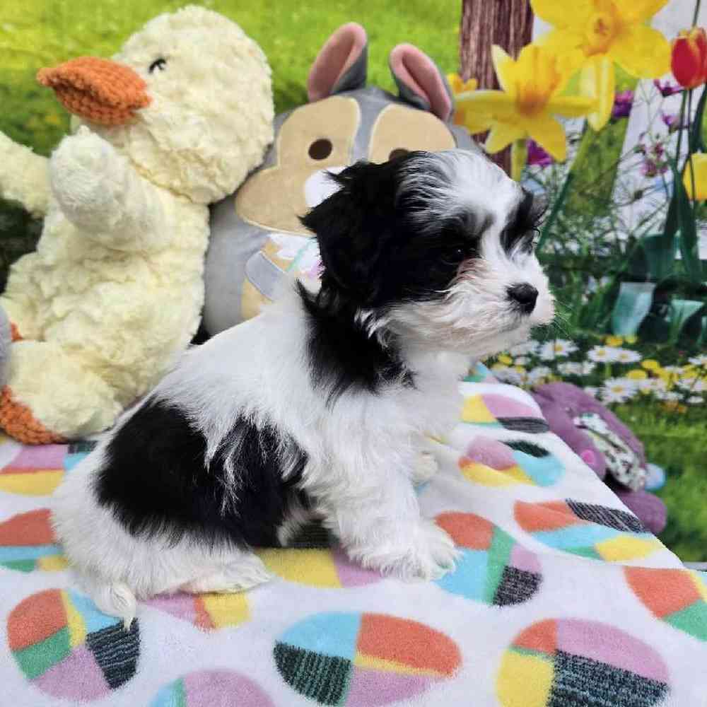 Female Coton De Tulear Puppy for Sale in Virginia Beach, VA