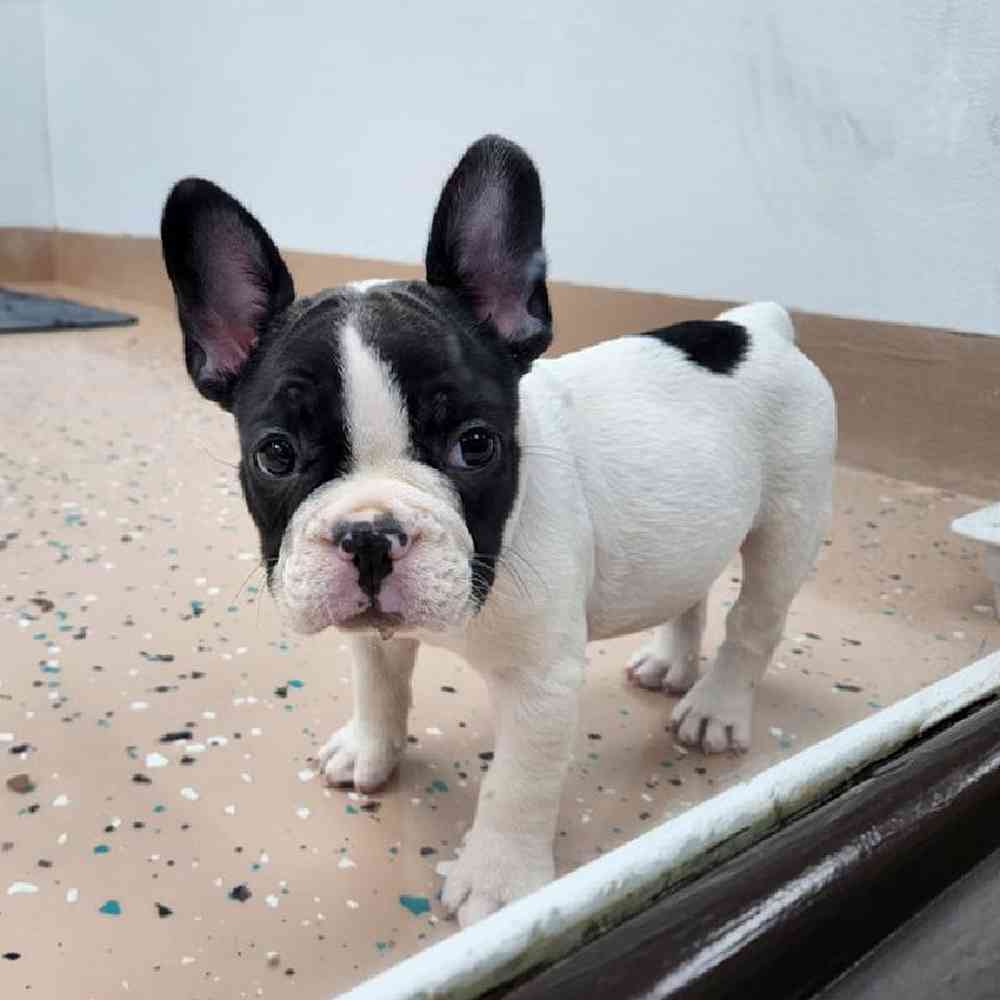 Male French Bulldog Puppy for Sale in Virginia Beach, VA