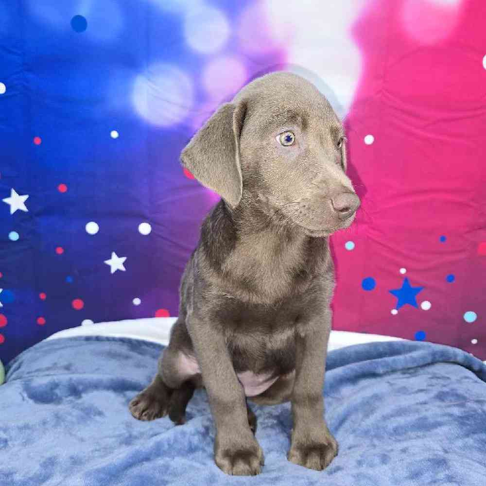 Female Labrador Retriever Puppy for Sale in Virginia Beach, VA