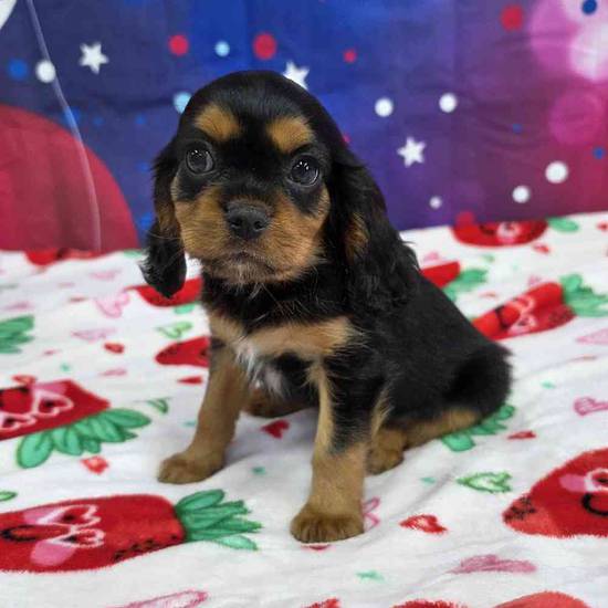 Cavalier King Charles Spaniel