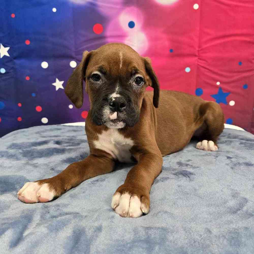Male Boxer Puppy for Sale in Virginia Beach, VA