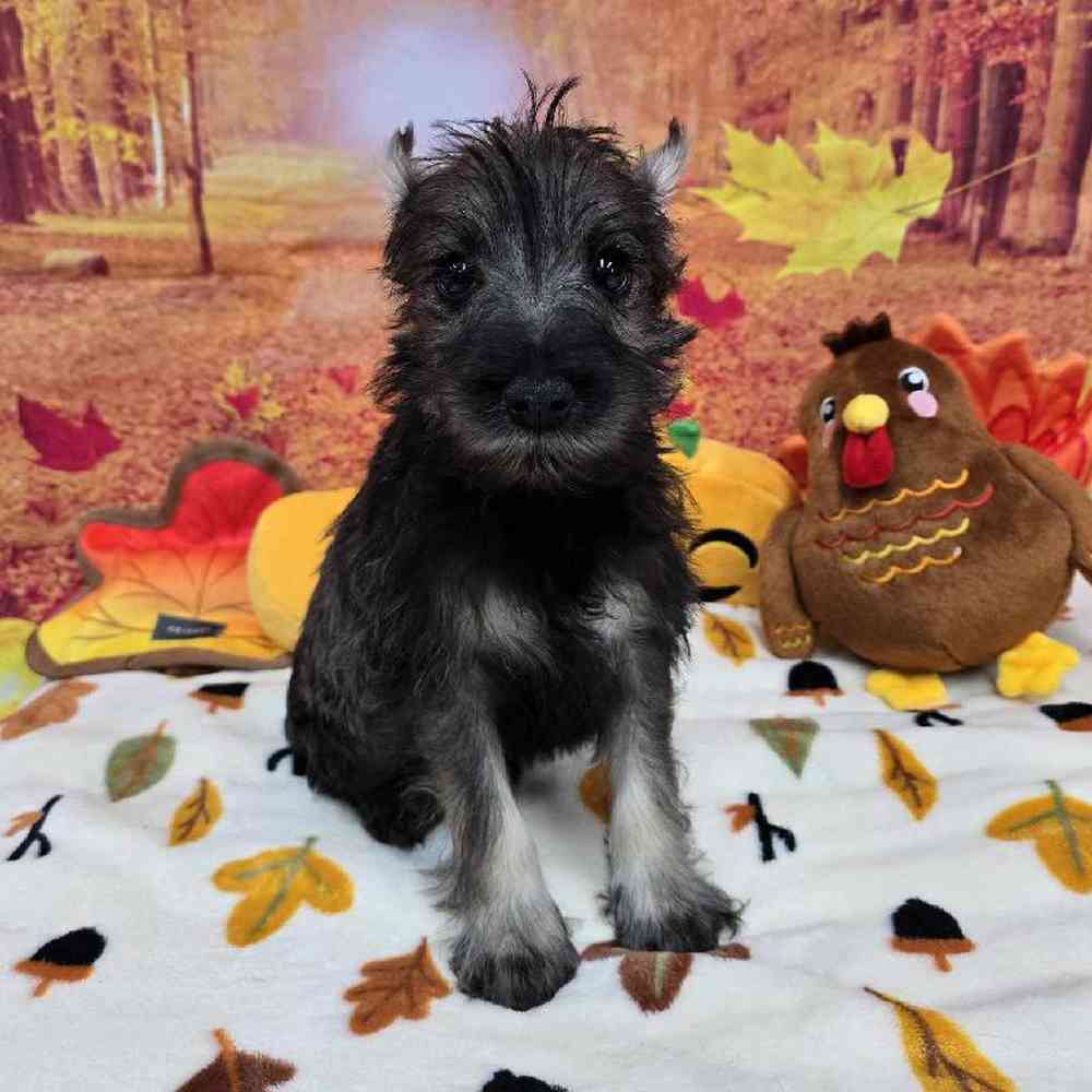 Male Mini Schnauzer Puppy for Sale in Virginia Beach, VA