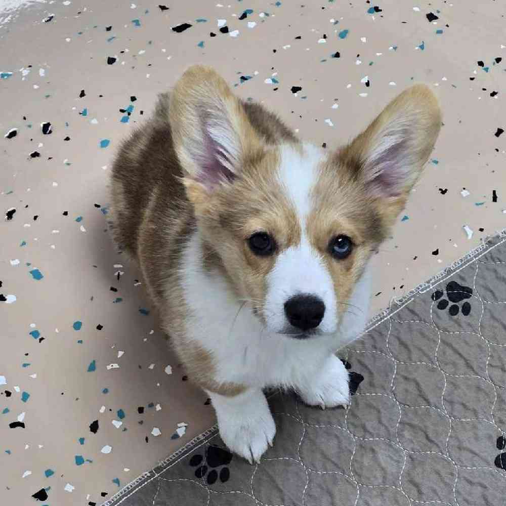 Male Pembroke Welsh Corgi Puppy for Sale in Virginia Beach, VA