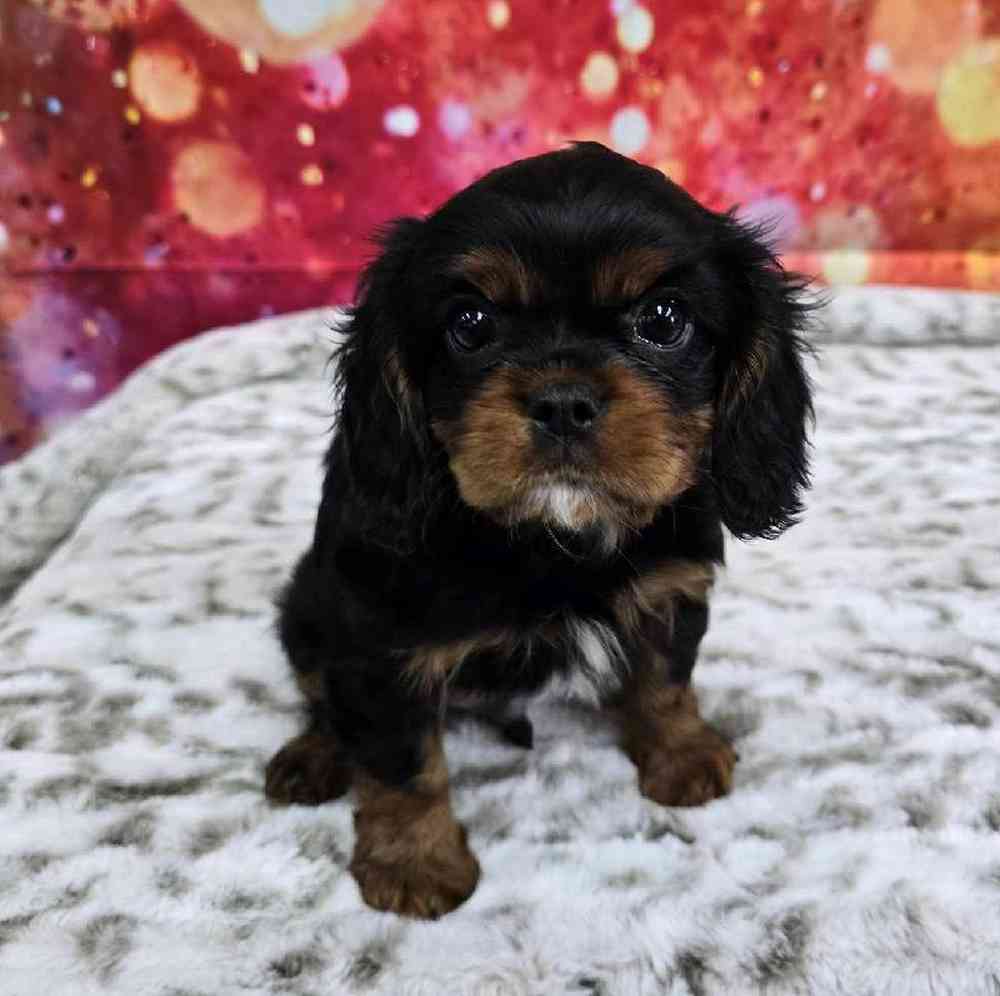 Male Cavalier King Charles Spaniel Puppy for Sale in Virginia Beach, VA