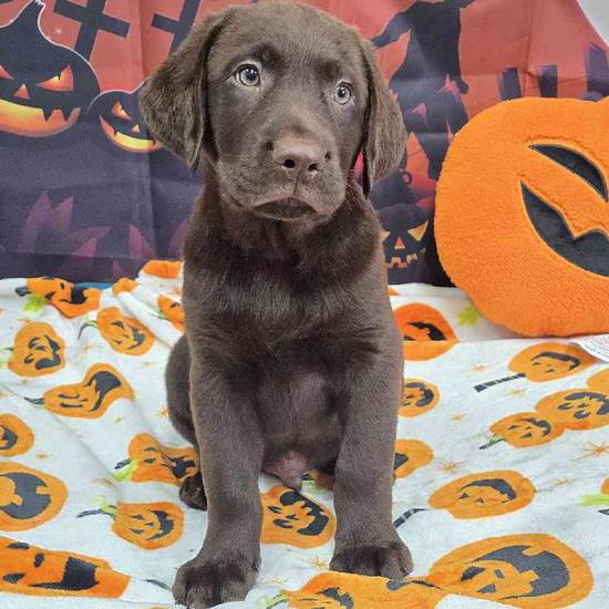 Labrador Retriever