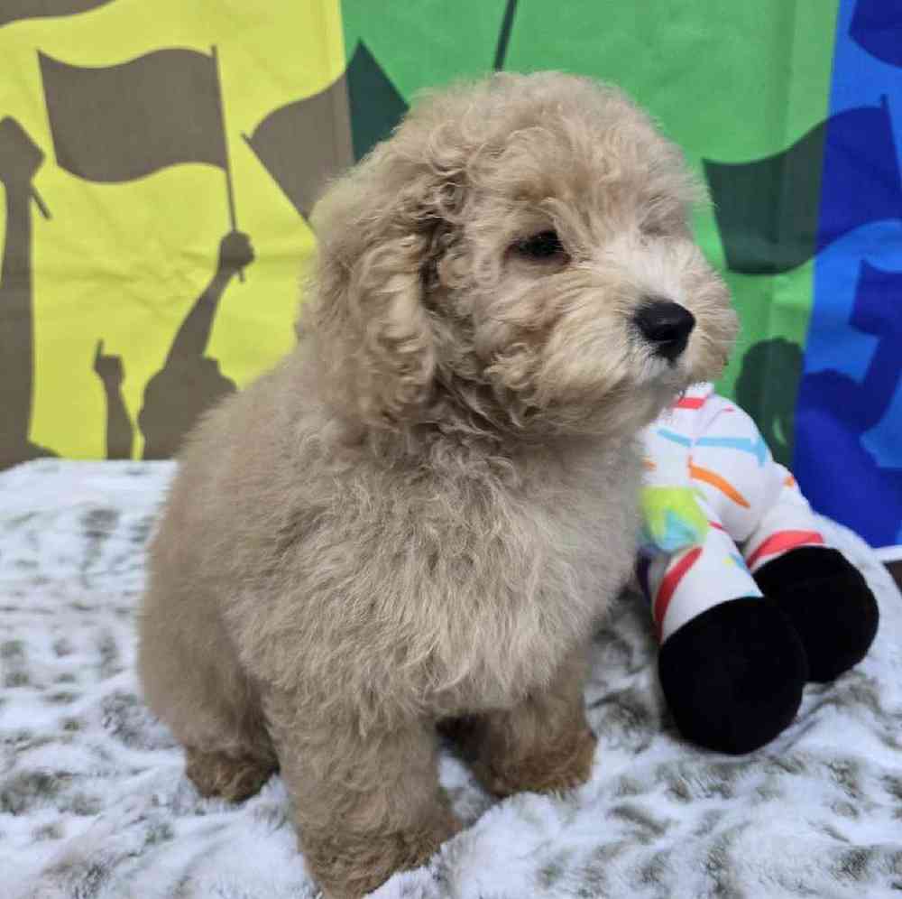 Male Mini Poodle Puppy for Sale in Virginia Beach, VA