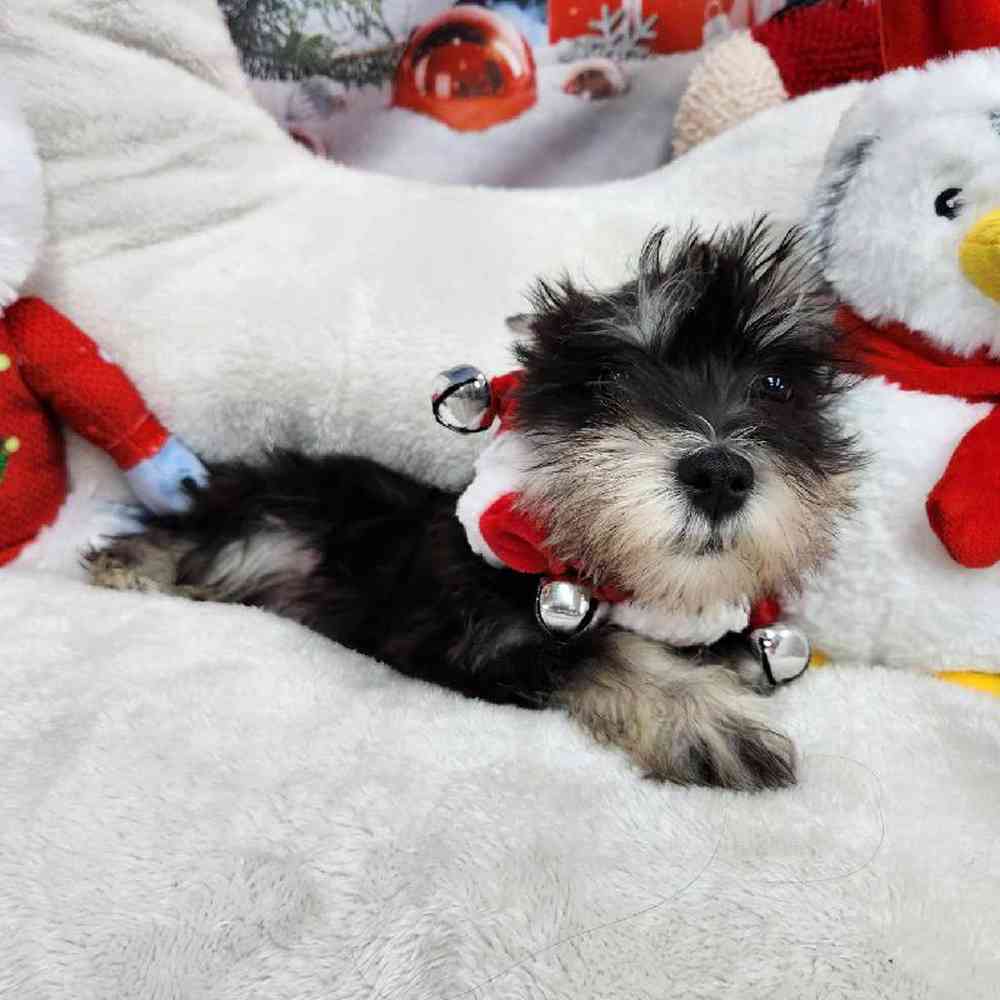 Female Mini Schnauzer Puppy for Sale in Virginia Beach, VA