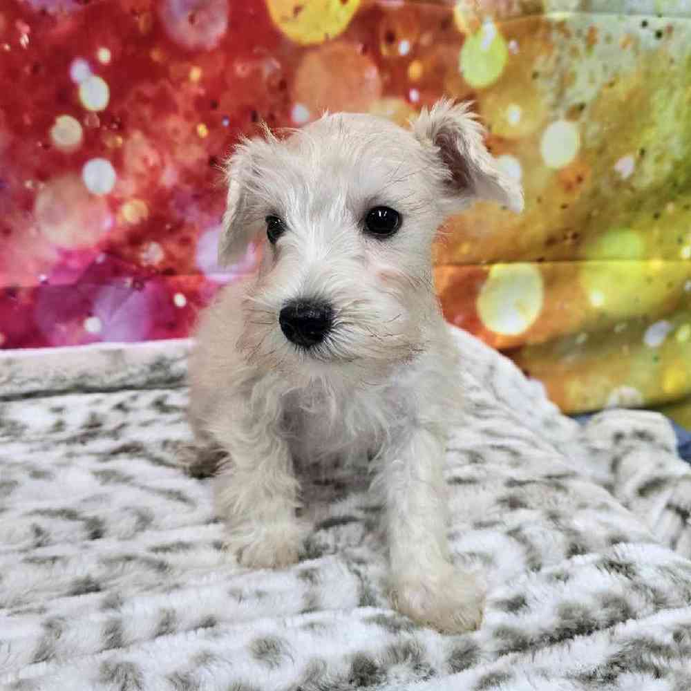 Male Mini Schnauzer Puppy for Sale in Virginia Beach, VA