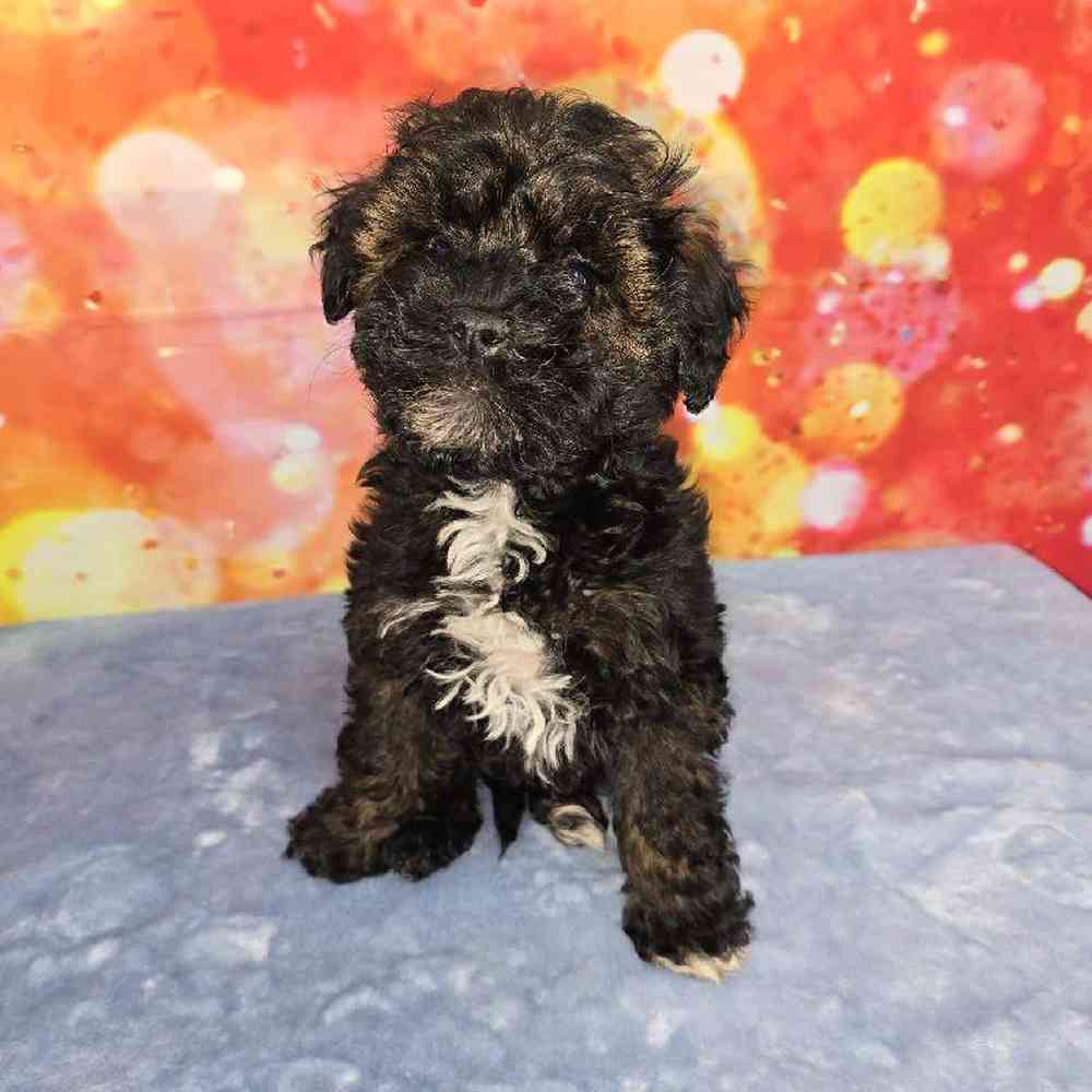 Female Schnoodle Puppy for Sale in Virginia Beach, VA