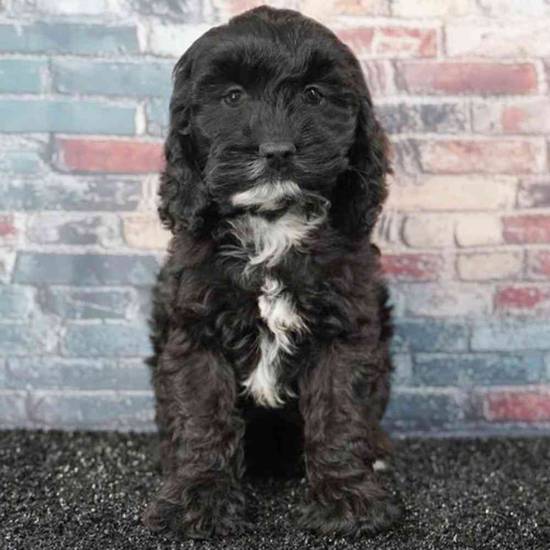 Cockapoo