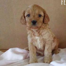 Cavapoo