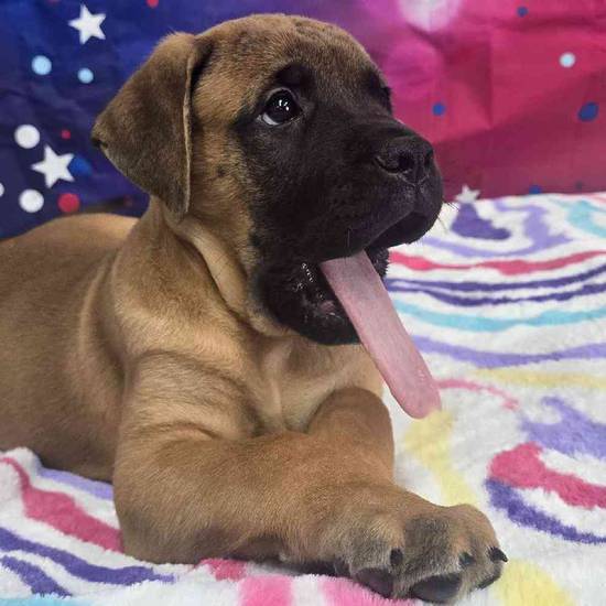 Bullmastiff