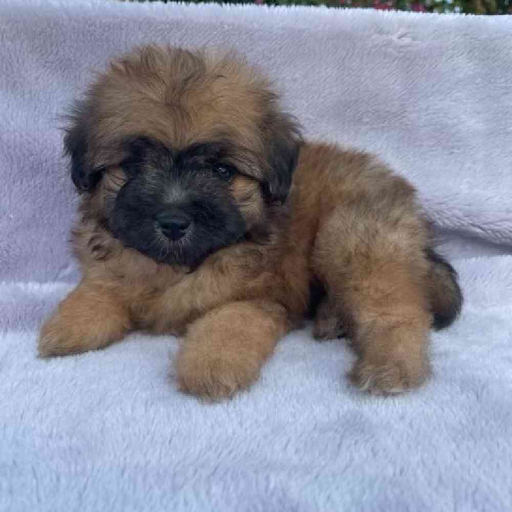 Female Pom-A-Poo Puppy for Sale in Virginia Beach, VA