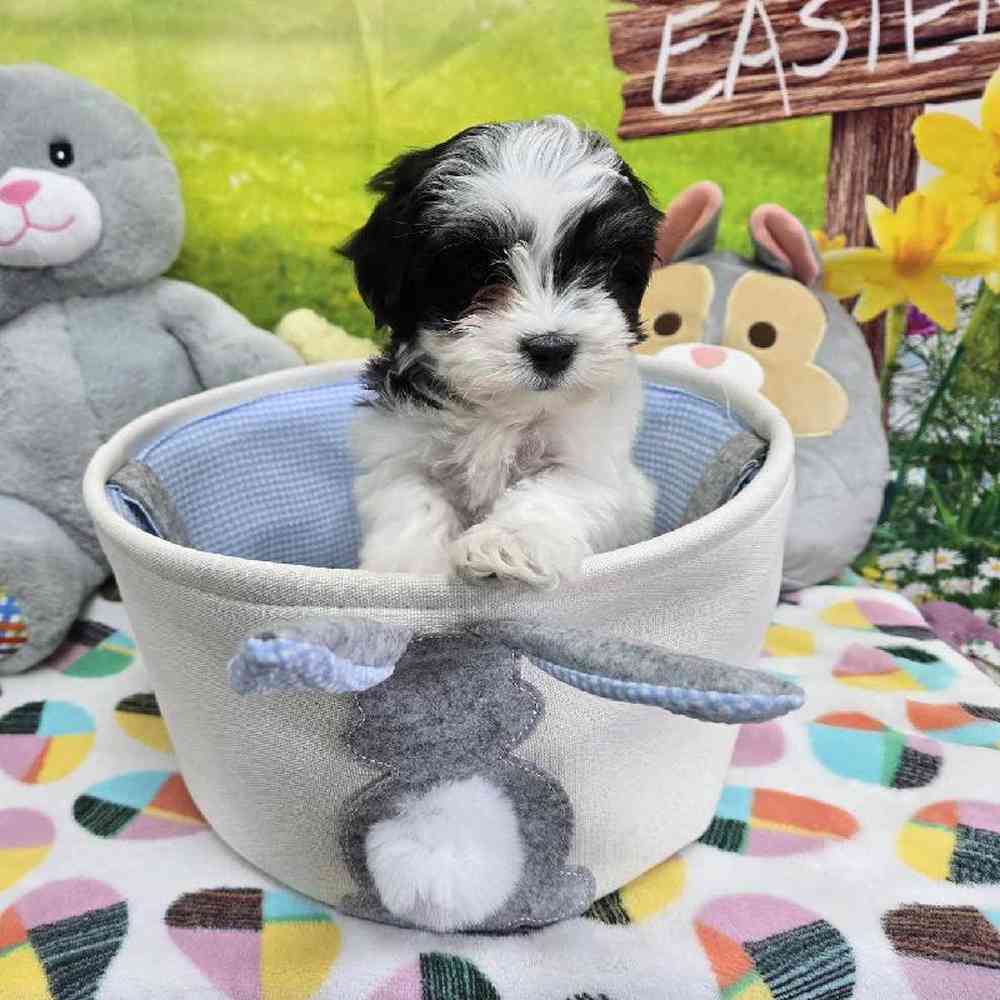 Female Coton De Tulear Puppy for Sale in Virginia Beach, VA