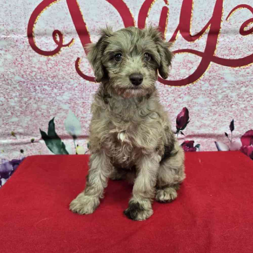 Female Havapoo Puppy for Sale in Virginia Beach, VA