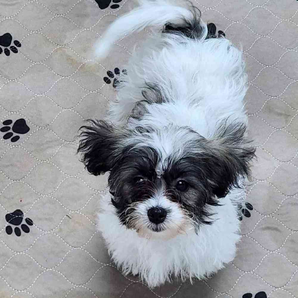 Female Teddy Bear Puppy for Sale in Virginia Beach, VA
