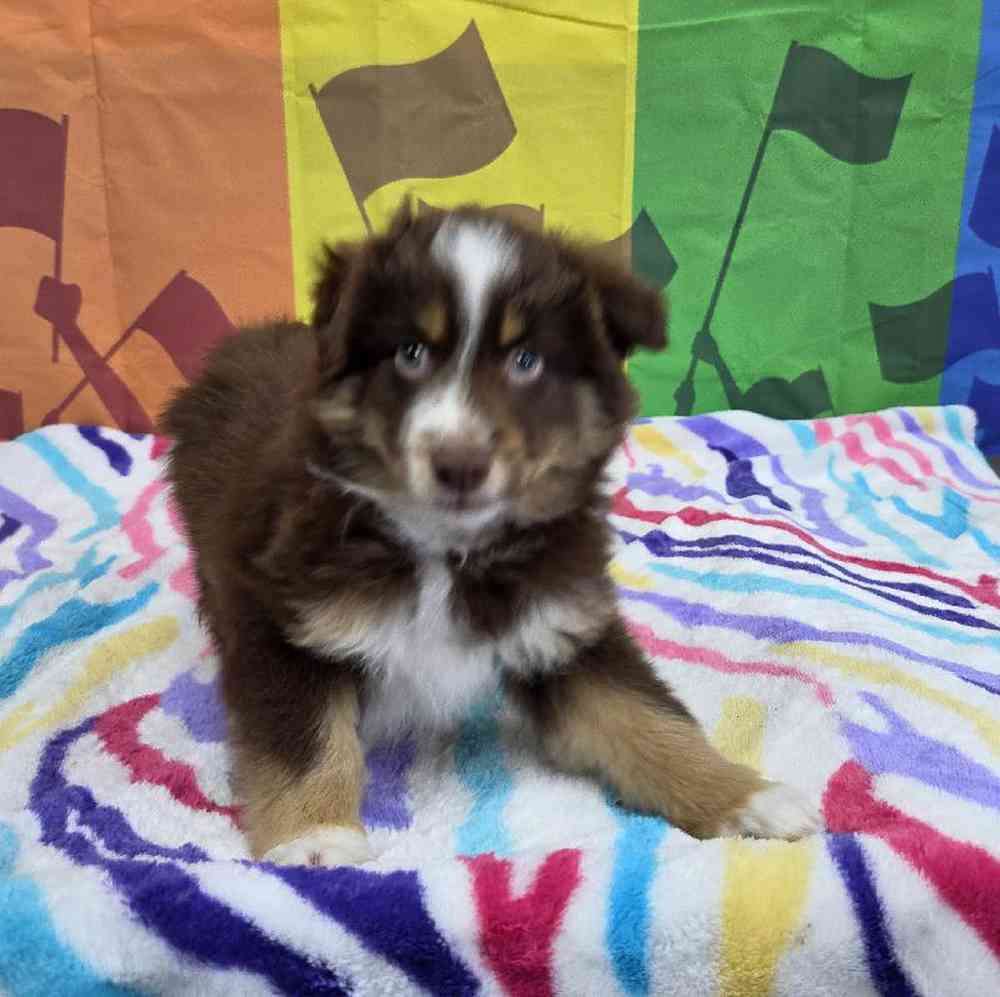 Male Australian Shepherd Puppy for Sale in Virginia Beach, VA