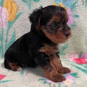 Yorkie