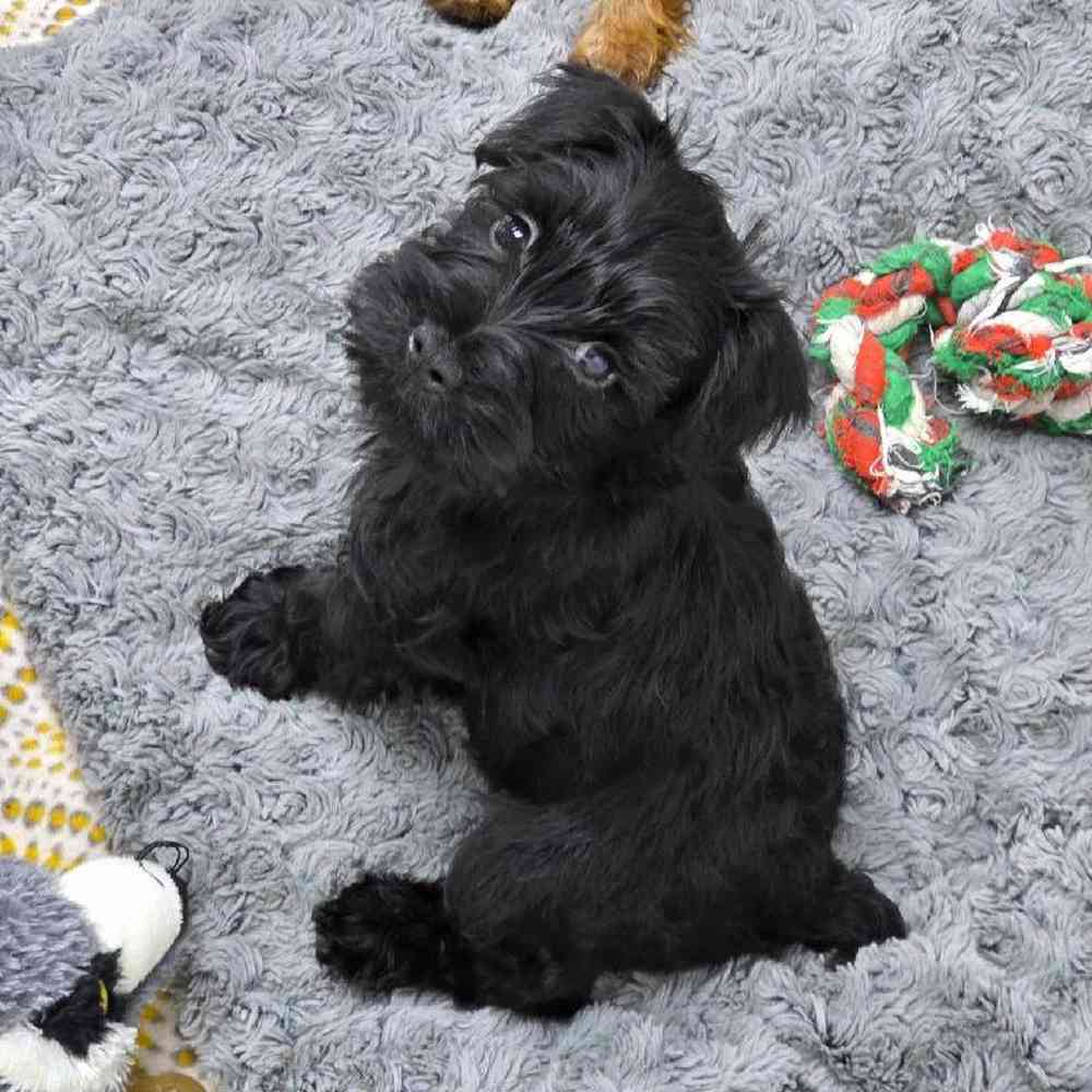 Male Mini Schnauzer Puppy for Sale in Virginia Beach, VA