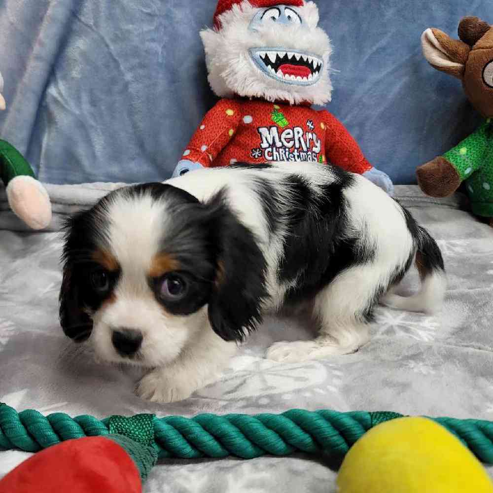 Male Cavalier King Charles Spaniel Puppy for Sale in Virginia Beach, VA