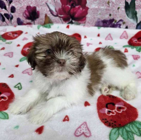 Shih Tzu