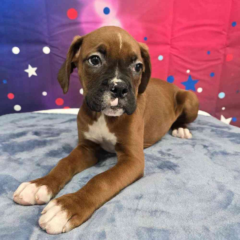 Male Boxer Puppy for Sale in Virginia Beach, VA
