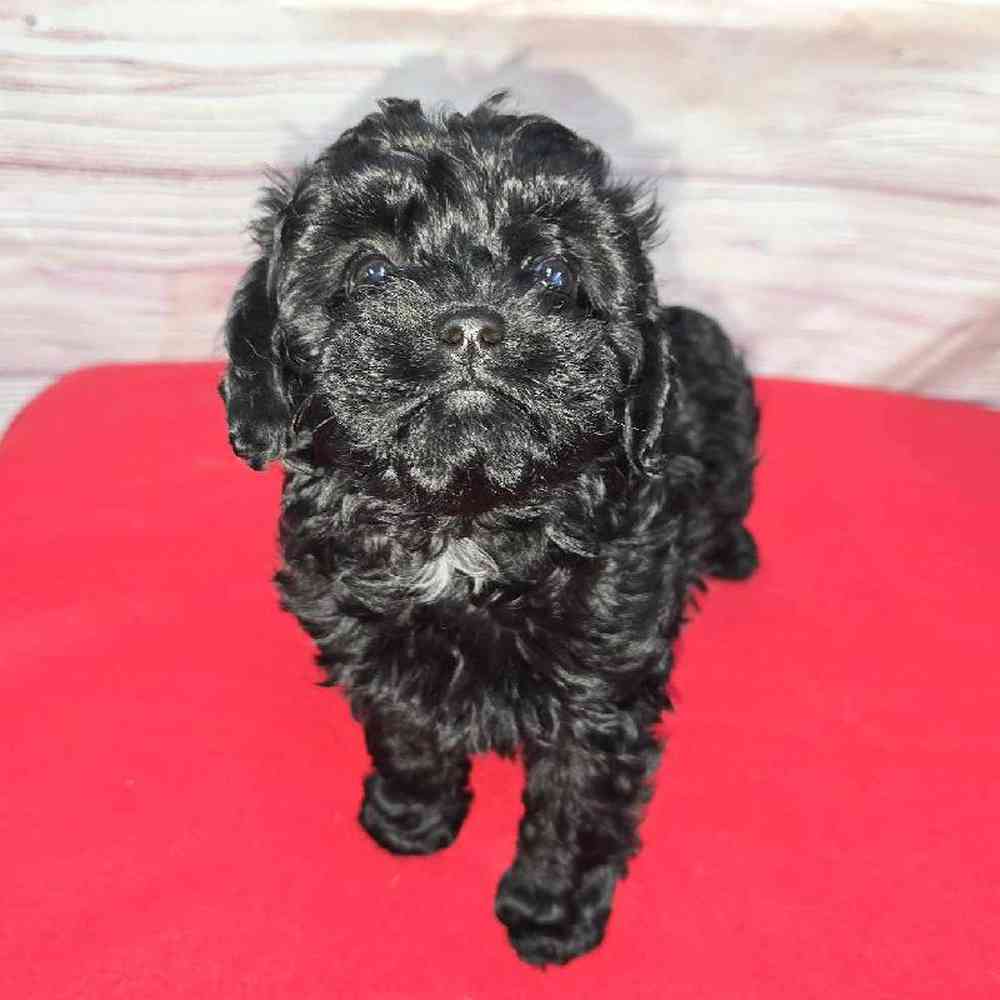 Female Cavapoo Puppy for Sale in Virginia Beach, VA