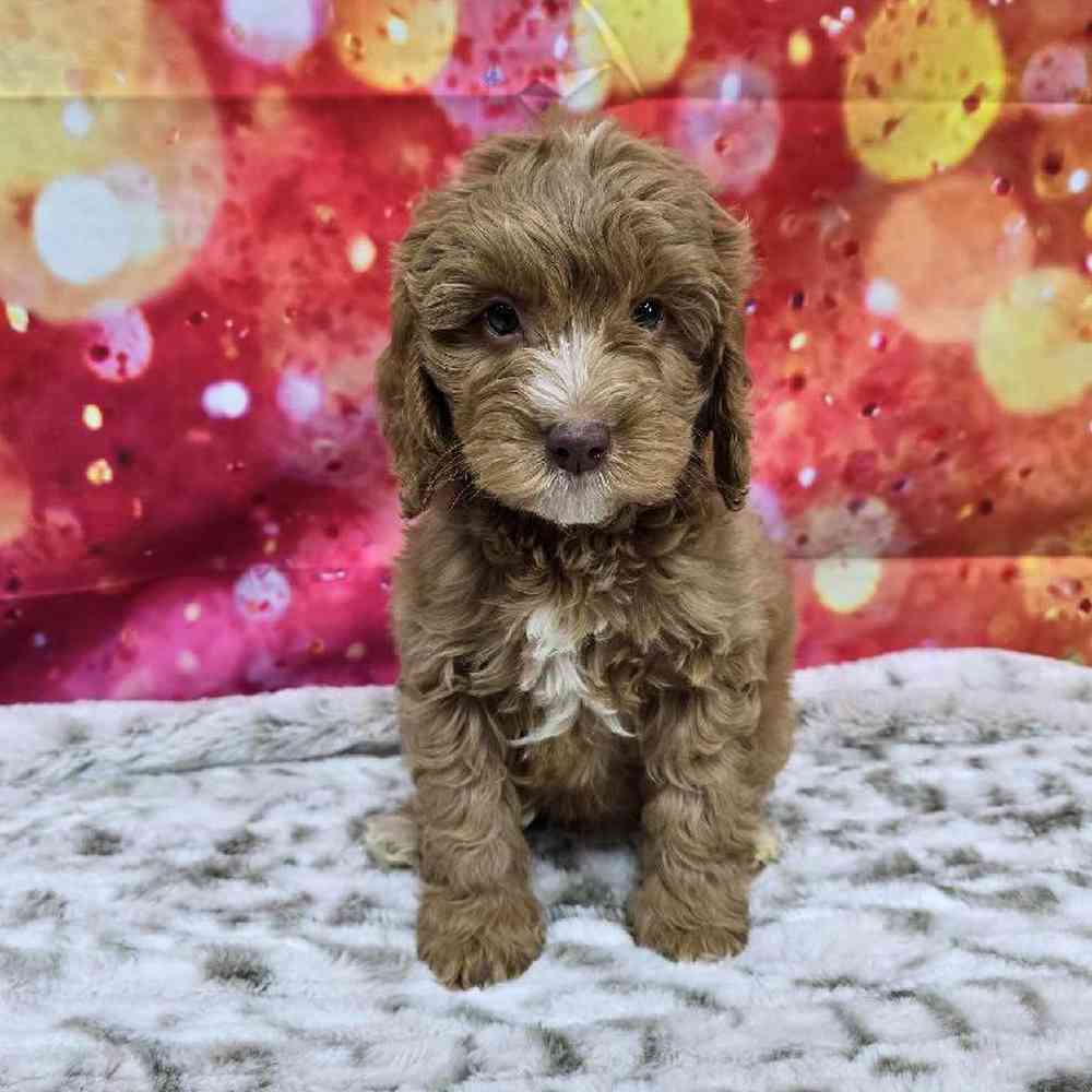 Male Mini Goldendoodle Puppy for Sale in Virginia Beach, VA