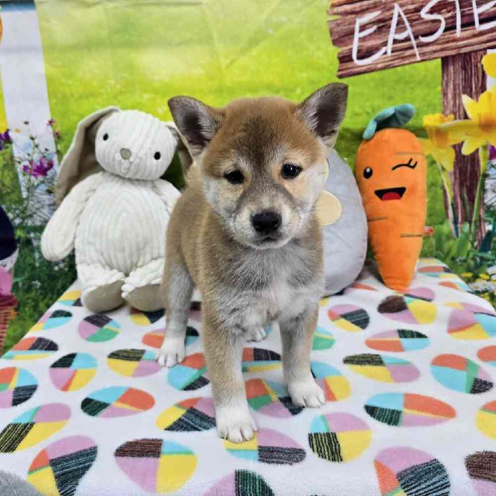Female Shiba Inu Puppy for Sale in Virginia Beach, VA
